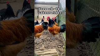 Vorwerk vs Lakenvelder chickens comparison hühner vorwerkhuhn lakenvelders chickens farming [upl. by Slemmer]