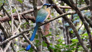 Lessons Motmot in Mexico [upl. by Rusticus]