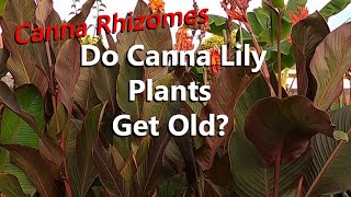 Do Canna Lily Plants Get Old What Happens to the Rhizome After a Few Years Growing in a Garden [upl. by Rayburn]