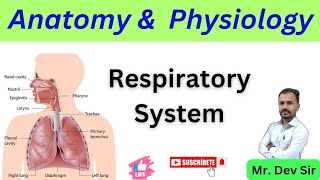 Respiratory System Explained Anatomy amp Physiology [upl. by Adiraf]