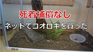 死着補償なし ネットでコオロギ（餌用）を買った 【爬虫類の餌】 [upl. by Felicdad]