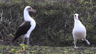 Laysan albatross Kaena Point Oahu Hawaii [upl. by Eldreda]