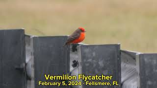 Species Spotlight  Vermillion Flycatcher [upl. by Bullock]