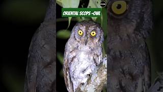 Oriental scops owl 2024 birds photography nature reels halloween netflix migratorybirds [upl. by Matthew479]