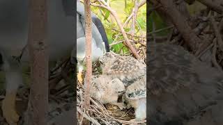 Mother Hawk Feeding Chicks birds birdhome nature reviewbirdnest birdnest [upl. by Etnoed]