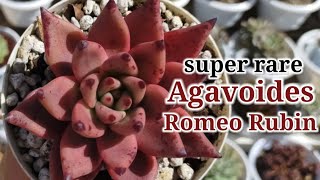 Repotting our Echeveria Agavoides Romeo Rubin Hybrid  Budol finds Eng Sub [upl. by Acsicnarf]