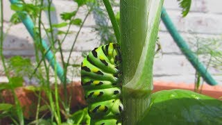 Black Swallowtail Caterpillars amp Butterflies [upl. by Eohce]