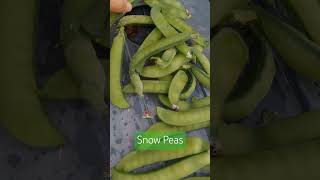 Saving Snow Pea Seeds [upl. by Travus]