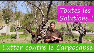 Lutter contre le Carpocapse les Solutions [upl. by Nonek448]