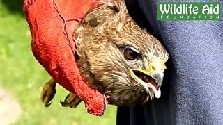 Great Release of a Buzzard [upl. by Kosel]