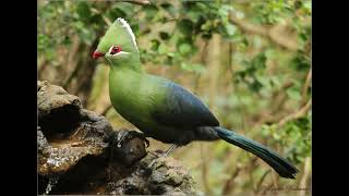 Knysna Turaco call [upl. by Einwahr747]