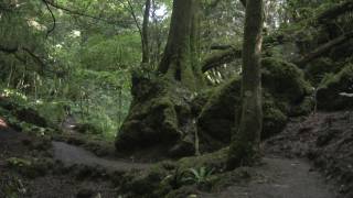 Puzzlewood [upl. by Hiroko310]