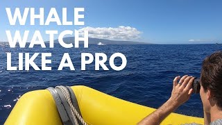 Whale Watching in Maui Hawaii  Unbiased Review of 4 Whale Watching Tours [upl. by Alilad74]