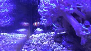 Nassarius snails attacking clown fish [upl. by Most]