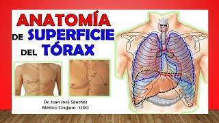 🥇 ANATOMÍA DE SUPERFICIE DEL TÓRAX Proyección Externa de los Órganos [upl. by Keram]