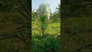 Battlenut farm areca nut nature farming fruitcrops fruitcultivation food fruitfarming [upl. by Valeta]