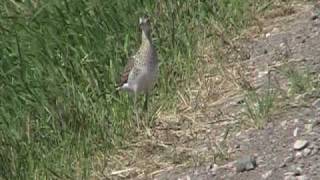 Upland Sandpiper Scolopacidae Bartramia longicauda [upl. by Berliner]