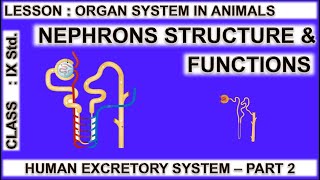 Nephron structure and function  Human excretory system  Organ system in animals Class 9 in tamil [upl. by Ydnab]