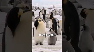 Discover the World’s Largest Penguin animalfacts emperorpenguin [upl. by Lerim]