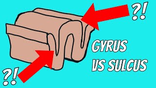 What is the difference between Sulci and Gyri [upl. by Lewan667]