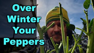 How To Overwinter Pepper Plants [upl. by Elleyoj]