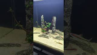 Torpedo Barb Fish Tank aquarium aquastudio aquriumhobby fishaquarium btk [upl. by Davison]