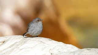 Plumbeous Water Redstart Female  Grahan Village 4K [upl. by Chinua577]