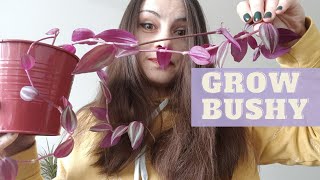 How To Grow a BUSHY TRADESCANTIA ZEBRINA The Easiest Way to Propagate Wandering Jew from Cuttings [upl. by Blatman]