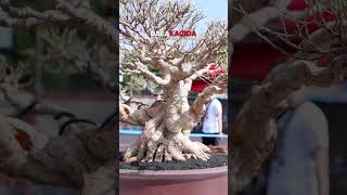 Bonsai Beringin TaiwanKimeng Ficus Microcarpa bonsaitree balakacida shorts short [upl. by Nauh974]