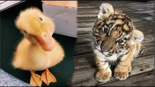 Cute Baby Animals Videos Compilation  Funny and Cute Moment of the Animals 30  Cutest Animals [upl. by Attelra382]