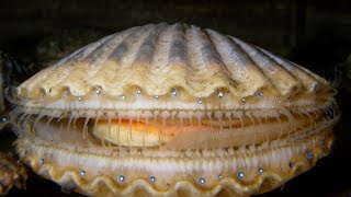 Facts The Scallop [upl. by Anaeda]