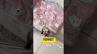 Why did my ferret give me a baby  shorts facts ferret animals [upl. by Quincy334]