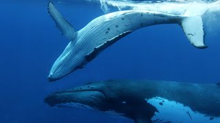 Baby Whale Playtime Gets Dangerous  Spy In The Ocean  BBC Earth [upl. by Ahsenac606]