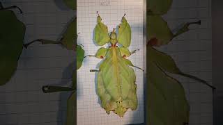 phyllium giganteum Großes Wandelndes Blatt  alle Stadien [upl. by Azalea628]