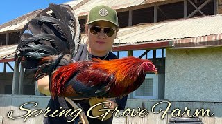 Sarai Ramirez  SPRING GROVE FARM  California [upl. by Nirehtak]