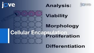 Cellular Encapsulation In 3D Hydrogels For Tissue Engineering l Protocol Preview [upl. by Ellerret579]