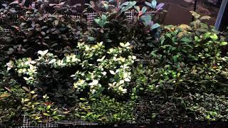 Bucephalandra nana petite white  Su Aquarium [upl. by Nivar]