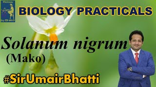 Study of Solanum nigrum Mako  FSc Biology Practicals  SirUmairBhatti [upl. by Esikram]