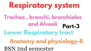 Trachea bronchi bronchioles and alveoli  lower respiratory tract  respiratory system [upl. by Leno]