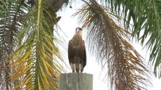 Crested Caracaras of Palm Beach Florida [upl. by Esenahs]