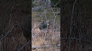 Big 4x4 Mule Deer in Montana muledeer deer montana hunting montanawildlife trailcam nature [upl. by Andrus407]