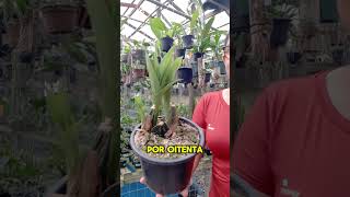 Orquídea Lycaste Amarela Whatsapp 47 984791939 [upl. by Gluck]