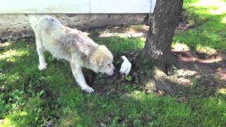 Great Pyrenees and the Chicken [upl. by Katy]