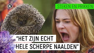 EMMA WORDT GEPRIKT DOOR EEN EGEL  Steken en Prikken 2  NPO Zapp [upl. by Asial]