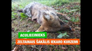 Kurzemē arvien biežāk sastop zeltainos šakāļus Aculiecinieku video [upl. by Ho]