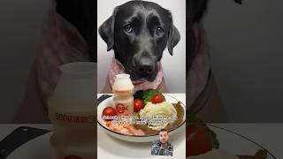 A dog owner is feeding its dog dinner and dog ate it all within a minute is a mustsee shorts dog [upl. by Lyrem]