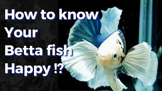 10 Signs of Happy Betta fish [upl. by Hawker]