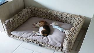 BEAGLE PUPPY PLAYING FETCH AT 10 WEEKS OLD CUTE BEAGLE PUPPY LOUIE [upl. by Hoagland]