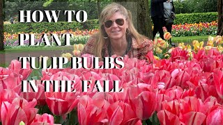 Growing Tulips in the Fall  How to Plant Tulip Bulbs  Kelly Lehman [upl. by Astrid]