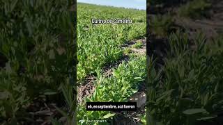 Agricultura regenerativa camelina biocombustibles agro sustentabilidad [upl. by Pouncey460]